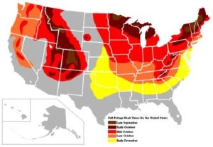 A map of the coloration difference in autumn leafs in the USA.