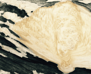 A close up of Maple cluster showing both quilted and burl grain.