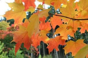 Maple leaves during the Autumn which are a vibrant orange.