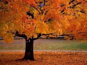 A Maple tree during Autumn vibrant with orange leaves. Some leaves have already fallen onto the ground surrounding the base of the trunk.