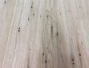 A close up of cancer in European White Oak.