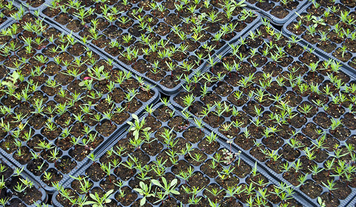 Sustainable Tree Farming