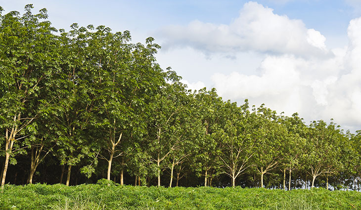 Sustainable Tree Farming