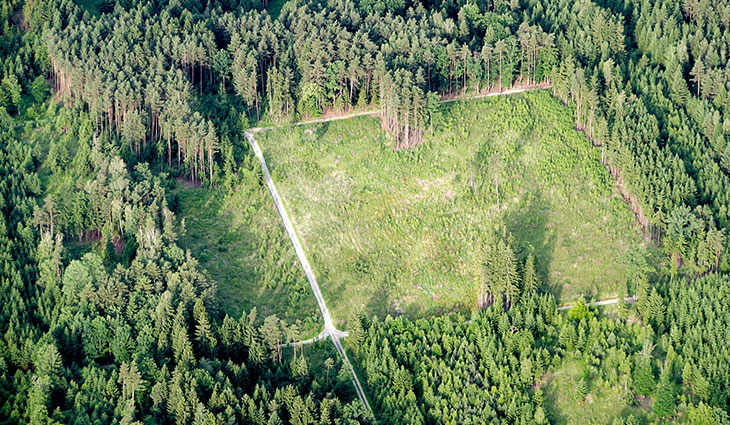 Sustainable Tree Farming