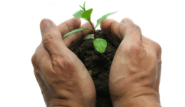 Sustainable Tree Farming