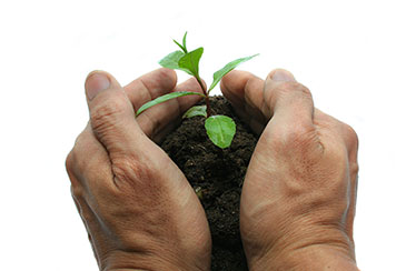 little plant in hands