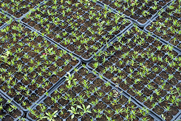 plants